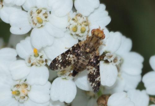 Réf. 286 085 : Oxyna flavipennis